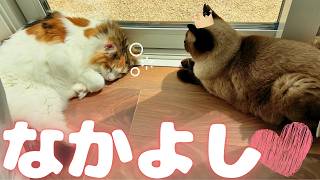 大人猫、子猫、赤ちゃん…皆と仲良くできる癒しの保護猫★モフィお迎え6周年記念★【保護猫/黒猫&シャム猫/シャムミックス&ノルウェージャンフォレストキャット】 #cat #japanesecat