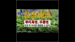 김장배추 뿌리혹병 무름병 이것 두 가지면 예방할 수 있다. 주말농장 도시텃밭 김장배추 가꾸기.