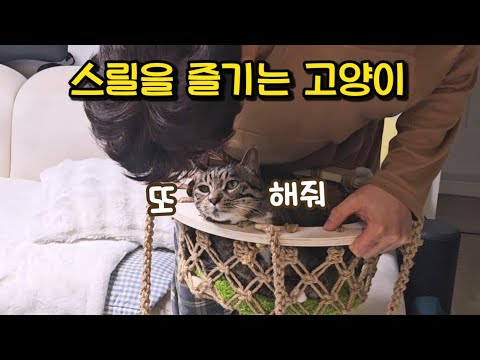 역대급 반전!! 고양이 그네까지 태우게 된 사연과 뒤늦게 깨달은 충격적인 사실 : 그네는 잘 탑니다 그런데..