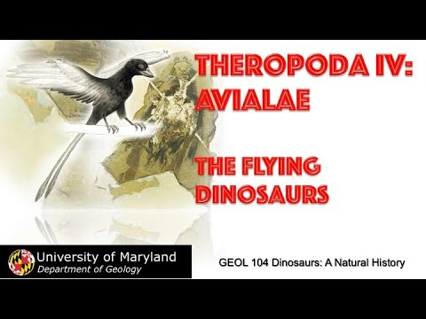 Lecture 25 Theropoda IV Avialae: The Flying Dinosaurs
