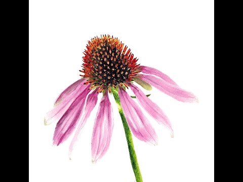 Watercolour flower (plants that attract beneficial bees) Purple Coneflower