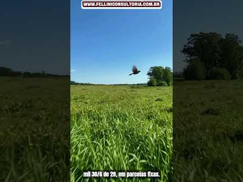 42 HECTARES VENDO 4 VEZES FIXAS ASFALTO NA PORTEIRA É BARBADA
