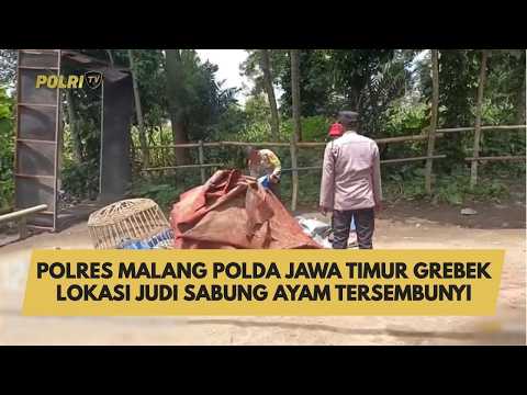 POLRES MALANG POLDA JAWA TIMUR GREBEK LOKASI JUDI SABUNG AYAM TERSEMBUNYI
