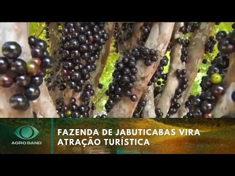 Maior fazenda de jabuticabas do mundo vira atração turística