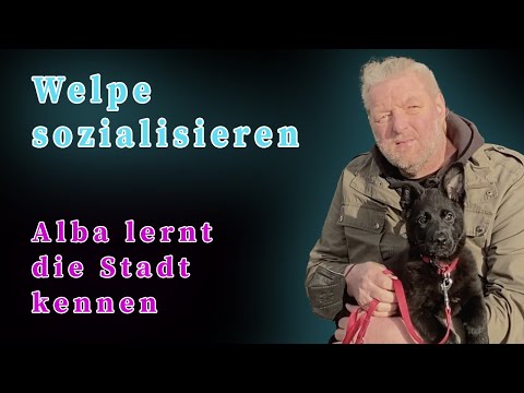 Welpe Sozialisation und Umweltgewöhnung - Alba lernt die Stadt kennen