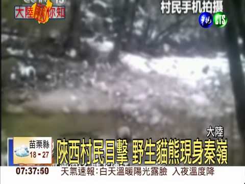 陜西村民目擊 野生貓熊現身秦嶺