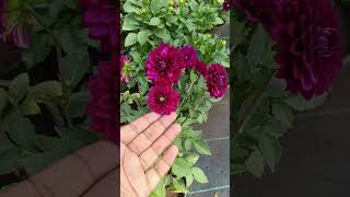 Download lagu Dahlia | Mini Dahlias |Dahlia Flower #shorts #youtubeshorts #dahlias #dahliaflowers #seasonalflowers mp3 Download lagu Dahlia | Mini Dahlias |Dahlia Flower #shorts #youtubeshorts #dahlias #dahliaflowers #seasonalflowers mp3