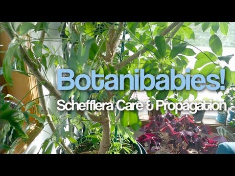 , title : 'Schefflera Umbrella Tree Houseplant Care Tips and Propagation'