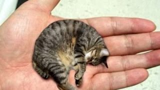 13 Smallest Animals In The World