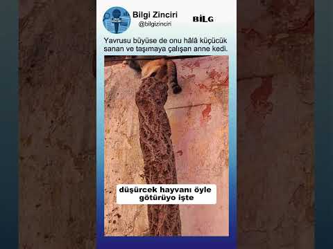 Kocaman Olan Yavrusunu Küçücükmüş Gibi Ağzına Alıp Taşımaya Çalışan Anne Kedi🐈🤔