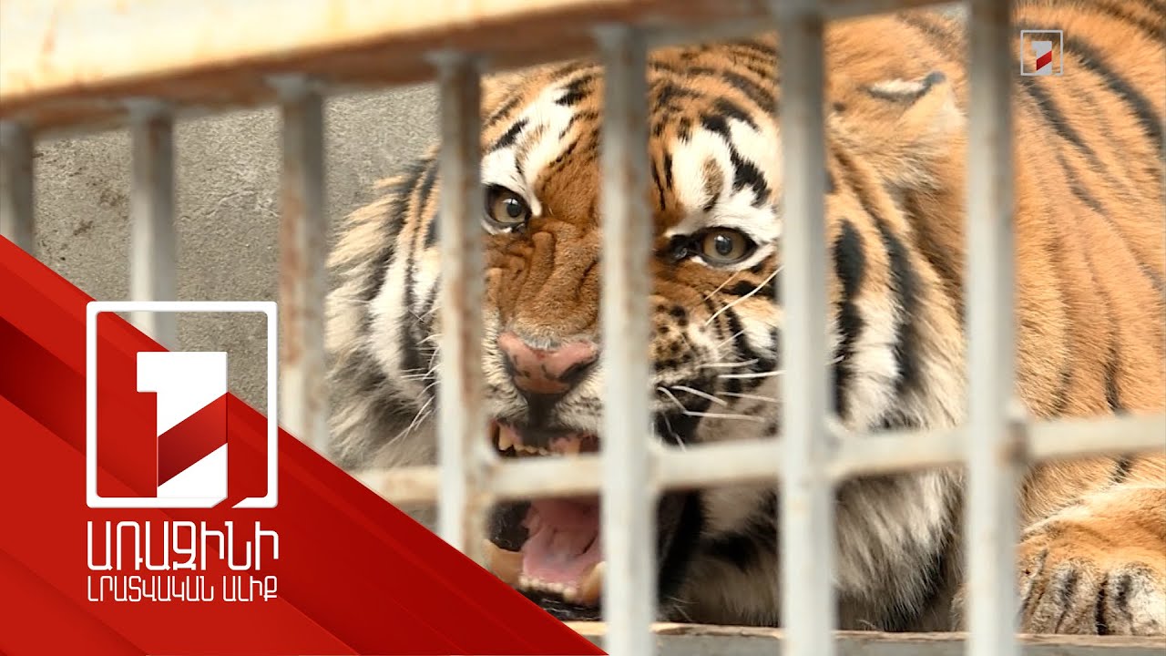 Ամուր անունով ամուրյան վագրն այսուհետև կապրի Երևանի կենդանաբանական այգում