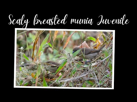 Scaly breasted munia Juvenile