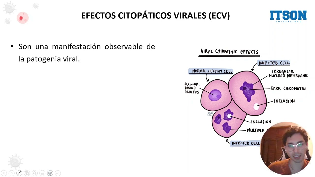 Efectos Citopáticos Virales y Virulencia