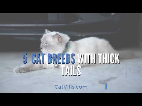 5 CAT BREEDS WITH THICK TAILS