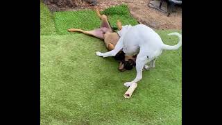 Video preview image #1 American Bulldog-Unknown Mix Puppy For Sale in Newport Beach, CA, USA