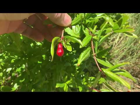 Tiny Delights: Discover the Allure of a Small Pomegranate Fruit in #Nature'sBounty"