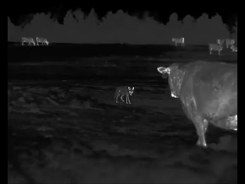 Rancher has a HUGE Coyote Problem | 45 Coyotes down with the HD Iray RS-75 Thermal.