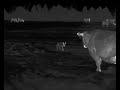 Rancher Has A HUGE Coyote Problem 45 Coyotes Down With The HD Iray RS 75 Thermal