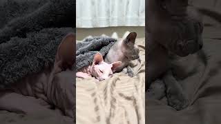ママを待ってる猫スルタンとアレクサンドラ【スフィンクス】