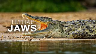 Face to Face with the Deadliest Predators in Africa