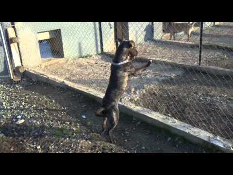 Bojan...first day at dog training