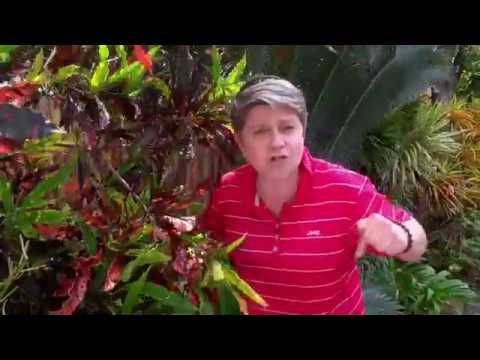 download lagu mp3 mp4 Tropical Garden Design Ideas, download lagu Tropical Garden Design Ideas gratis, unduh video klip Tropical Garden Design Ideas