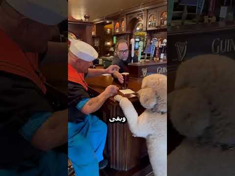 اكتر كلب مضحك