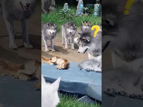 Who is the DAD? #wolf #wolfgame #slg