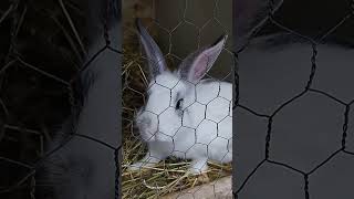 #shorts #viral #rabbit #funny ❤️🔔