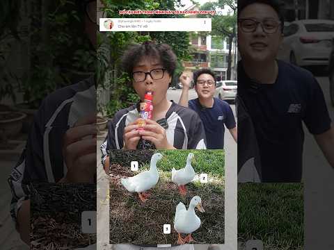 Có mấy con vịt trong bức hình?