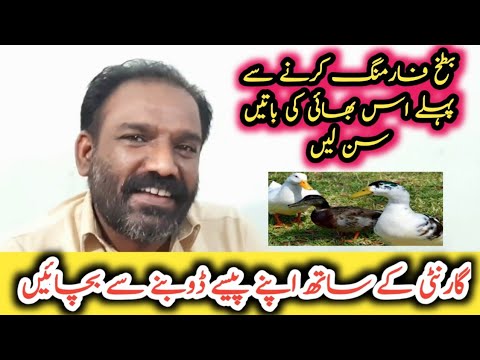 , title : 'Duck Farming a Fail Business| Failure Duck Farming Information | Before Duck Farming Listen this man'