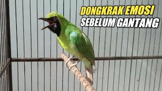 Download lagu BUKTIKAN!! PANCINGAN AMPUH MENAIKAN EMOSI CUCAK IJO AGAR JAMTROK BONGKAR ISIAN SAAT LOMBA mp3