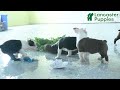 Boston Terrier dogs for sale: Nessa - Video 1