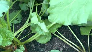 Growing Rhubarb in Florida - Garden Update