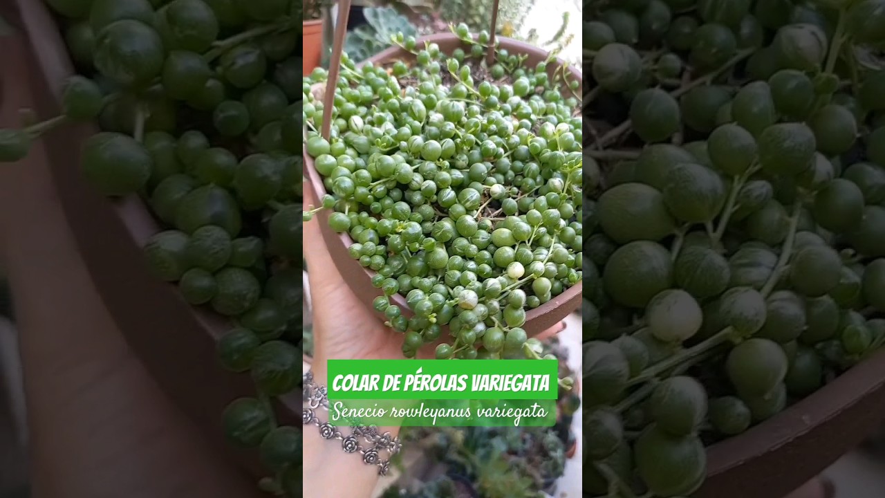 Colar de pérolas variegata! #suculindas #colardeperolas #suculentaspendentes #suculentasbrasil