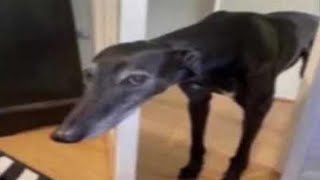 Cover art for TOP 5 BORZOI DOG