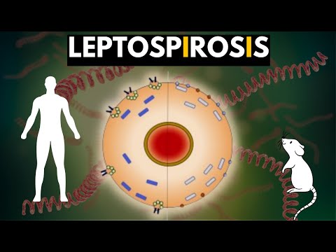 Leptospirosis, Causes, Signs and Symptoms, Diagnosis and Treatment