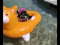 Corgi Pool Float Shorts