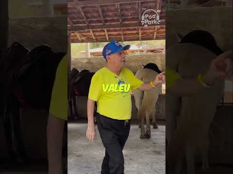 PIMENTA EM MINAS GERAIS CORTE 5