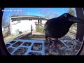 Common Grackle - March 8, 2026