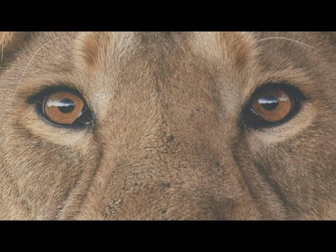 Video | Asiatic lions roar back from brink of extinction in India | AFP
