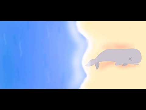 Bot-hu-ella que deja mella en la ballena