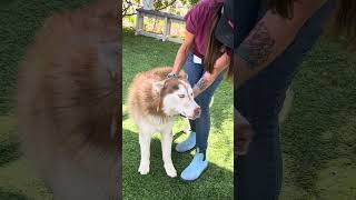 Video preview image #1 Siberian Husky Puppy For Sale in Pasadena, CA, USA