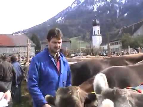 Video: Viehausstellung  Andelsbuch 2010