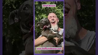 Video preview image #1 American Staffordshire Terrier-Labrador Retriever Mix Puppy For Sale in Thomasville, NC, USA