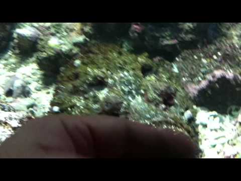 会計学科 ユーチューブyoutube.comが名古屋港水族館になった！感動のイルカや魚たち！税理士木村勝則の独り言！経営革新等支援機関近畿財務経済産業局認定木村勝則税理士事務所滋賀県高島市安曇川町