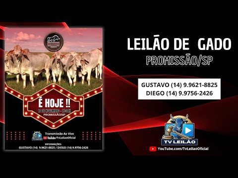 BOI FORTE LEILÕES AO VIVO - PROMISSÃO - SP | LEILÃO DE GADO | 10/11/2025