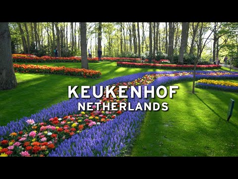 🇳🇱 Keukenhof - Netherlands  [4K]