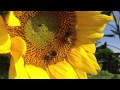 Bzzzzzz
