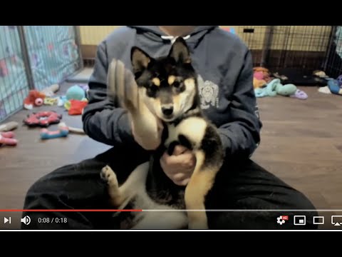 Shiba Inu Puppy Cam - i Team - Miya's Goodbye